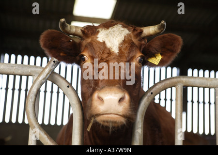 Landwirtschaft-Kuh ernähren sich von Silage in einem Schuppen auf einem Bio-Bauernhof Loch Arthur Community Bauernhof in der Nähe von Beeswing, Dumfries, Scotland, UK Stockfoto