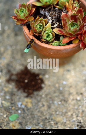 Blattschneiderameise (Einzelhaft) Gebäude Bienennest Stockfoto