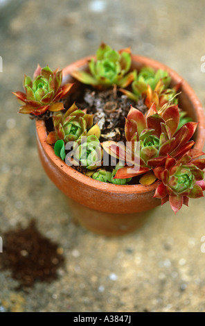 Blattschneiderameise (Einzelhaft) Gebäude Bienennest Stockfoto