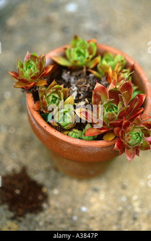 Blattschneiderameise (Einzelhaft) Gebäude Bienennest Stockfoto