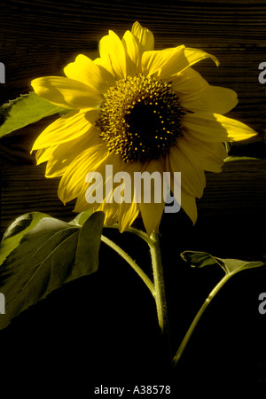 Einzelne Sonnenblume Stockfoto
