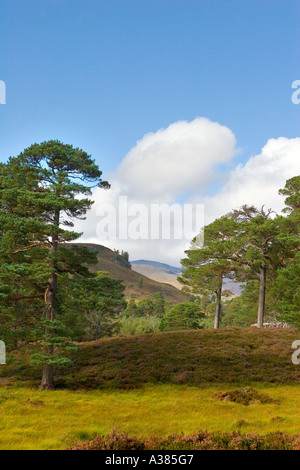 Heidekraut Blume in Schottland. Schottischen Heidelandschaft und Caledonian Pinien Mar Lodge Estate, Landschaften der Cairngorms National Park, Schottland Großbritannien Stockfoto