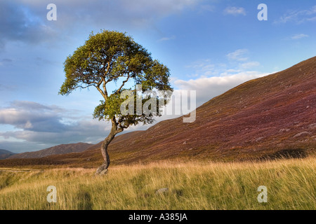 Heather und Silver Birch Tree in Blume Schottland - schottische blühende Heide moors, Schottland, Vereinigtes Königreich Stockfoto