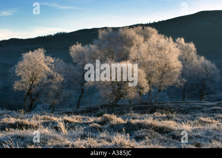 Frosted Silver Birch Bäume, Winter, Schnee, Kälte, Natur, Jahreszeit, Reif, Eis, kalten Morgen in Morrone Birkwood, Braemar, Cairngorm National Park, Großbritannien Stockfoto