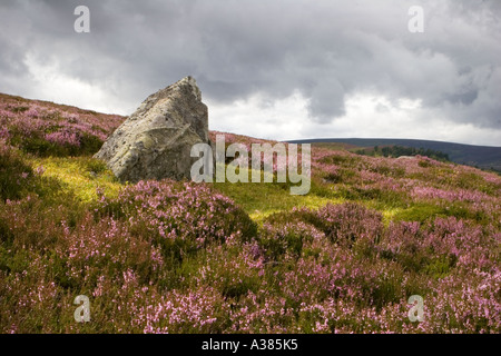 Eisiger erratischer Felsen, glaziell abgelagerte Felsbrocken, Felsen; schottische Heidekraut blühende Moorlandschaft im August Highland, Schottland, Großbritannien Stockfoto