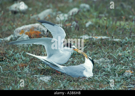 KLEINEN SEESCHWALBE (Sterna Albifrons) paar am nest Stockfoto