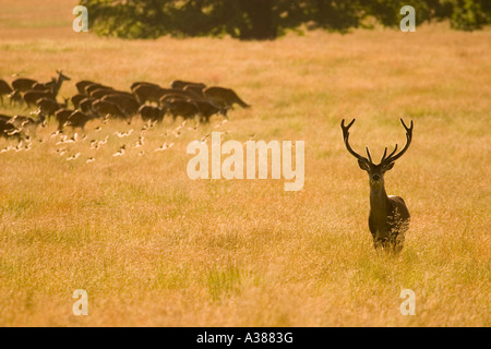 Red Deer Richmond Park in London England Stockfoto