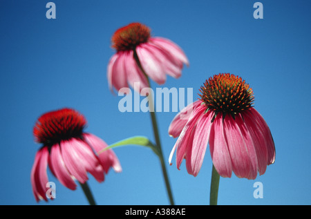 Purpur-Sonnenhut Echinacea purpurea Stockfoto