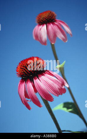 Purpur-Sonnenhut Echinacea purpurea Stockfoto