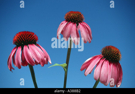 Purpur-Sonnenhut Echinacea purpurea Stockfoto