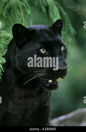 Schwarzer Leopard (Panthera pardus) gefangen Stockfoto