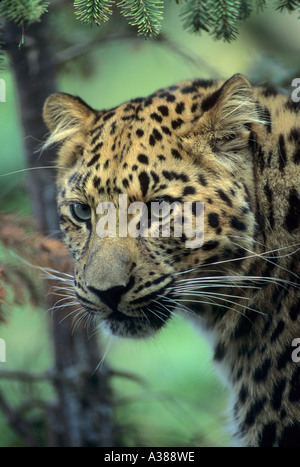 Amur-Leopard (Panthera pardus orientalis)Russisch im Fernen Osten, gefangen Stockfoto