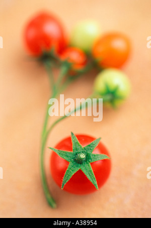 Cherry-Tomaten, Reife und unreife auf Stamm Stockfoto