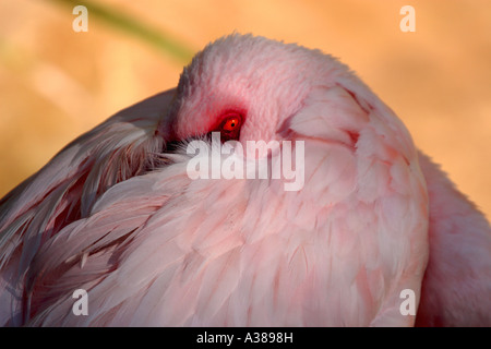 Lesser Flamingo, Simbabwe. Stockfoto