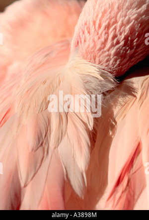 Lesser Flamingo, Simbabwe. Stockfoto