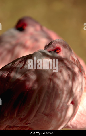 Lesser Flamingo, Simbabwe. Stockfoto