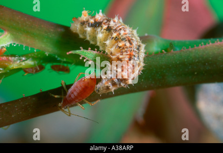 Schwebfliege, Familie Syrphidae. Larve Essen eine Rose Blattlaus (Macrosiphum Rosae) Stockfoto