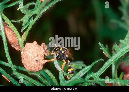 Gesundheit Potter Wasp, Eumenes coarctatus. Eine gelähmte raupe in ihr Nest Stockfoto