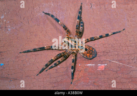 Riesige Hausspinne, Eratigena atrica. Draufsicht Stockfoto