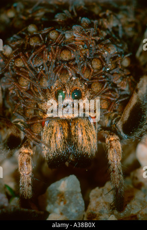 Wolfspinne, Lycosa Radiata. Frau mit Bauch voll von Nymphen. Nahaufnahme des Kopfes Stockfoto