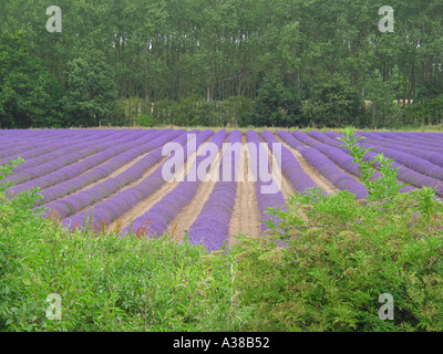 Lavendel wächst in Feld, Heacham, Norfolk, England, Vereinigtes Königreich Stockfoto