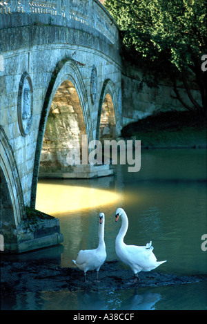 Schwäne, England Stockfoto