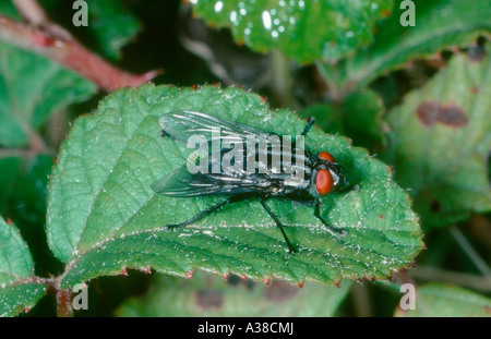 Fleisch-Fly, Sarcophaga Carnaria. Auf Blatt Stockfoto