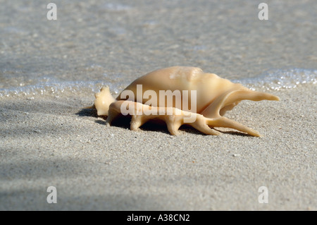 Spidershell am Sandstrand Stockfoto