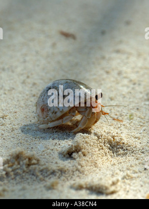 Einsiedlerkrebs kriecht am Sandstrand Stockfoto