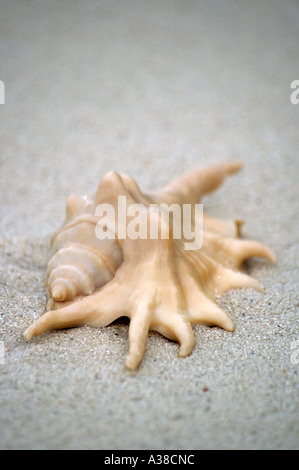 Skorpion spinne Shell (lambis Skorpion) Stockfoto