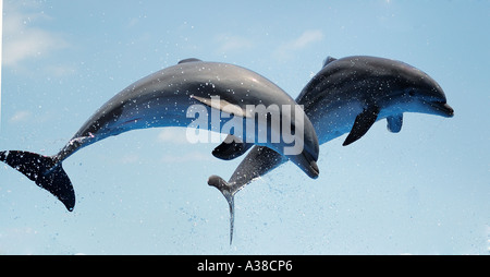 Zwei Delphine springen aus dem Meer Stockfoto