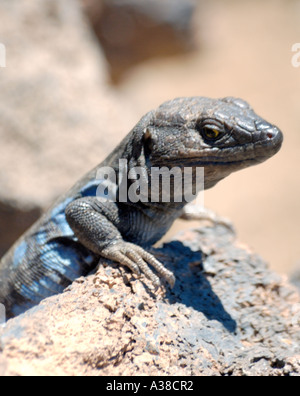 Gallotia galloti, Wand Eidechse endemisch auf Teneriffa Stockfoto