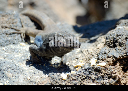 Süden von Teneriffa Lizard (Gallotia galloti galloti) Stockfoto