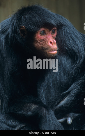 Mit rotem Gesicht Black Spider Monkey Abeles paniscus Stockfoto