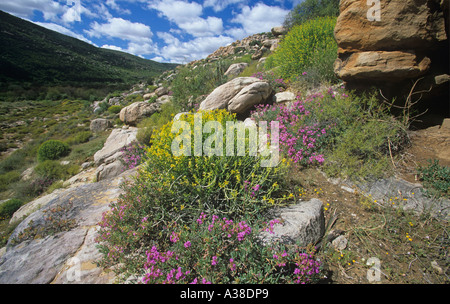 Frühlingsblumen Vaal River Cedarburg's Südafrika Stockfoto