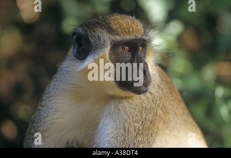 Vervet Monkey Cercopithecus aethiops umbenannt in 'Grivet', Stockfoto