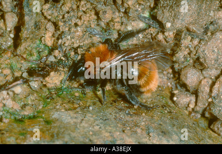 Tawny Mining Bee, Andrena Fulva. Am Boden Trinkwasser Stockfoto