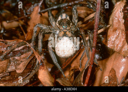 Wolfspinne, Lycosa Radiata. Weibchen mit Ei sac Stockfoto