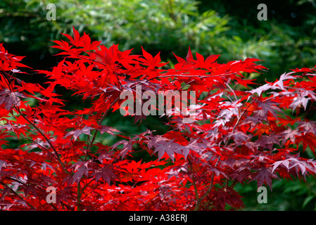 Park Sigurta Bei Verona Feuerahorn, rote Baum im Park Giardino Sigurtá in Valeggio Italien Stockfoto