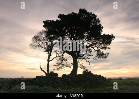 Bäume mit Trockensteinmauer am Dawn Loups Hügel Teesdale County Durham UK Stockfoto