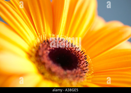 England, UK. Nahaufnahme der Kopf einer einzigen Blume Orange Gerbera (Gerbera jamesonii) Stockfoto
