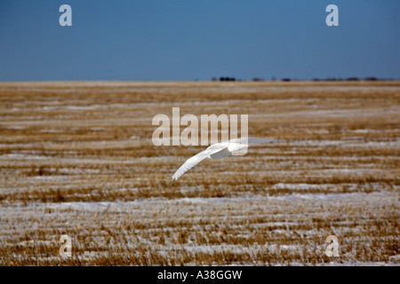 Snowy Eule fliegt über Schnee bedeckte Feld Stockfoto