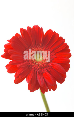 England, UK. Eine einzelne rote Gerbera Blume fotografiert gegen einen weißen Hintergrund (Gerbera jamesonii) Stockfoto