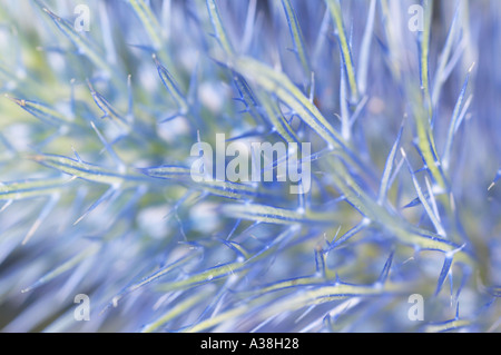 England, UK. Extreme Detailansicht eines Marigold Flower Head Stockfoto