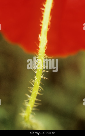 Nahaufnahme der Stamm plus Blütenblätter der gemeinsamen Mohn oder Papaver Rhoeas wächst in einem Feld oder auf einer Kante Stockfoto