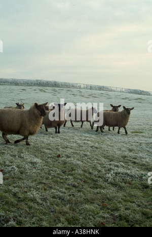 Dorf von Wykeham North Yorkshire Dez 2006 an einem frostigen Tag mit Schafe auf einer Weide im Vordergrund Stockfoto