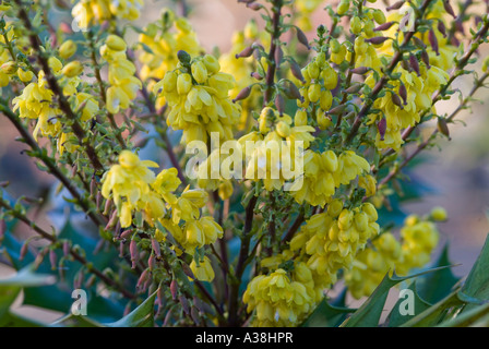 Der Winter blühen immergrünen Strauch Mahonia Nächstenliebe ist dieser Strauch mit gelben Spitzen Blumen duftenden Stockfoto