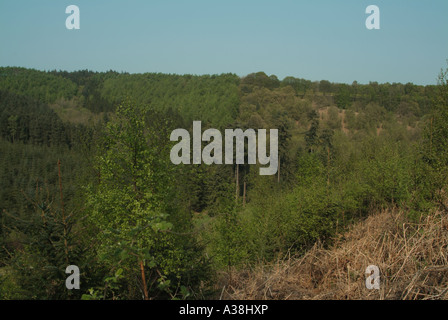 Kommerzielle Forstwirtschaft Plantagen im Tal Bedale am Rande der North Yorkshire Moors in der Nähe von Bedale Stockfoto