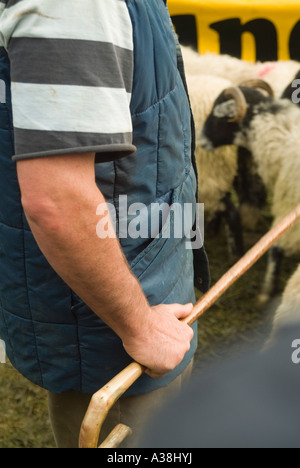 Ein Hirte Herden seine Schafe Fadmoor Schafe Verkauf am Rande des North York Moors Stockfoto