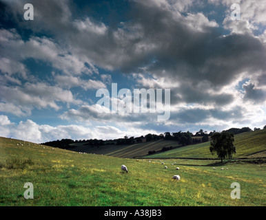 Blick auf einen typischen Schafe weiden Kent. Stockfoto